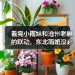 看完小雨妹和沧州老蒯的联动，东北雨姐没必要转世复活了